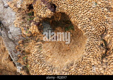 Honeycomb Worms (Sabellaria alveolata) auf den Felsen bei Ebbe an Duckpool Bay ausgesetzt. In der Nähe von Bude, North Cornwall Stockfoto