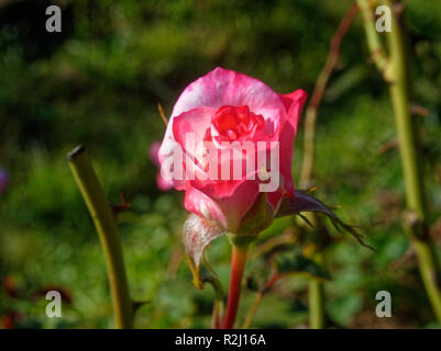 Ungeöffnete Rose Knospe Makro im Sommer, Russland Stockfoto