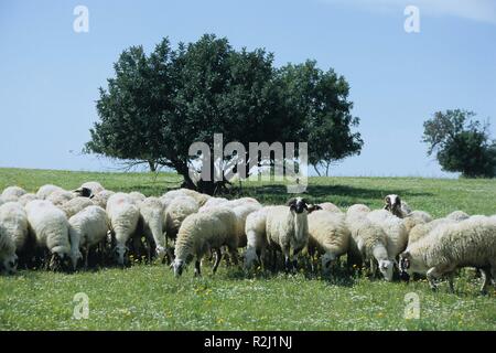 Herde vor dem Olivenbaum Stockfoto