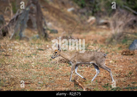 Common duiker weiblichen Wandern im Krüger Nationalpark, Südafrika; Specie Sylvicapra grimmia Familie der Hornträger Stockfoto