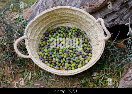 Ernte grüne Oliven in einem rustikalen Korb in einem Feld mit von den Bäumen gesammelt worden Stockfoto