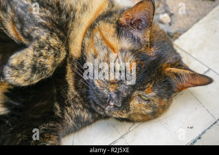 Seitenansicht Portrait von einer Katze den Kopf auf dem Boden liegend Stockfoto