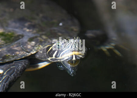 Img 8769 Stockfoto