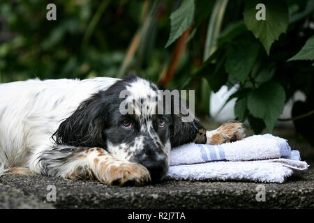 Cocker Spaniel Stockfoto