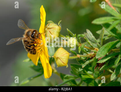 Bienen Stockfoto