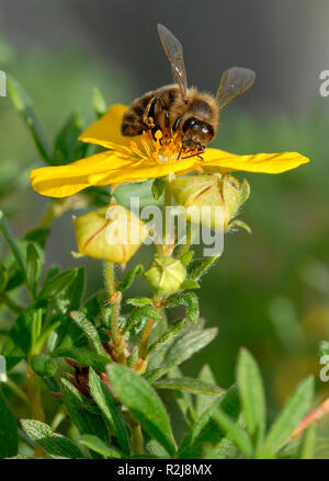 Bienen portrait Stockfoto