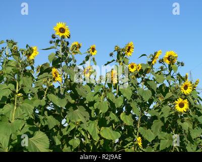 wilde Blumen Stockfoto