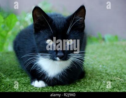 schwarze Katze Stockfoto