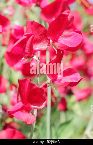 Lathyrus Odoratus. Sweet pea 'Winston Churchill' Blumen, Großbritannien Stockfoto