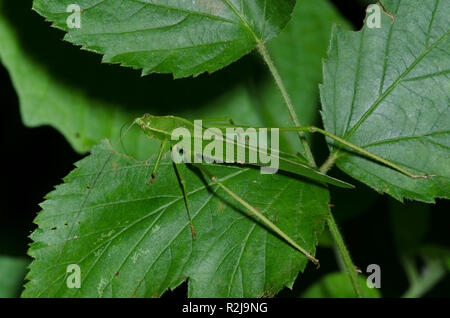 Bush, Katydid Scudderia sp. Stockfoto