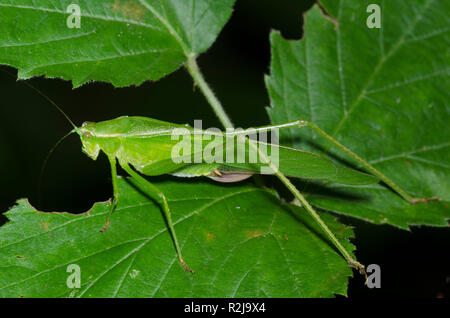 Bush, Katydid Scudderia sp. Stockfoto