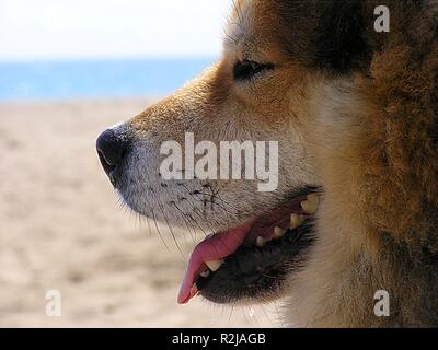 brütende Hitze Stockfoto