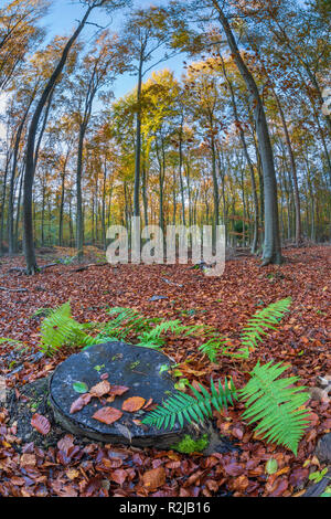 Baumstumpf von Farnen und Laub in Buchenholz, Snowshill, Cotswolds, Gloucestershire, England, Vereinigtes Königreich umgeben, Europa Stockfoto