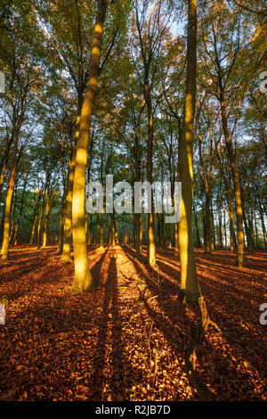 Sonnenaufgang im herbstlichen Buche holz, Snowshill, Cotswolds, Gloucestershire, England, Vereinigtes Königreich, Europa Stockfoto