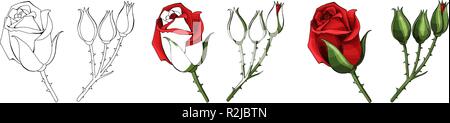 Rosen Hand zeichnen und gefärbt. Eine blühende Rose. Vector Illustration. Stock Vektor