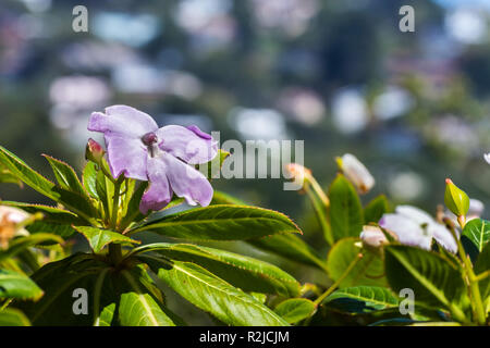 Impatiens sodenii Blumen (der arme Mann Rhododendron), Sausalito, San Francisco Bay Area, Kalifornien Stockfoto