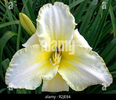 Arctic Snow - daylily Stockfoto