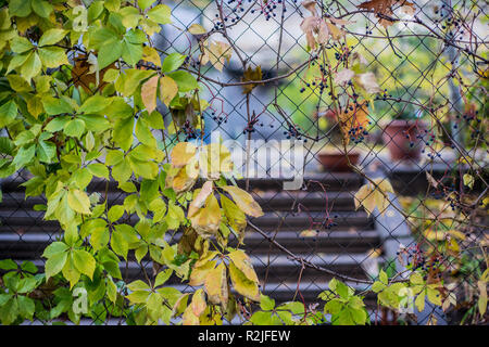 Grüne und gelbe Blätter im Herbst auf rostigem Eisen Gier Stockfoto
