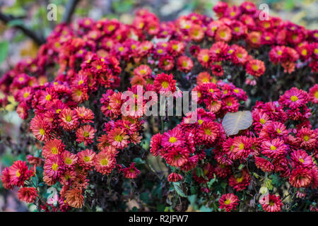 Kleine einfache rosa und rote Blumen Bouquet aus Kiew homeyard Stockfoto