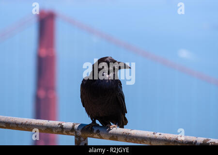 In der Nähe von großen Raven auf einem Metallzaun gehockt, einem der Masten im Hintergrund die Golden Gate Bridge, Kalifornien Stockfoto