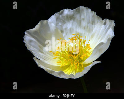 weiße Mohnblume Stockfoto