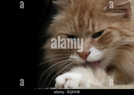 Katze lecken Stockfoto