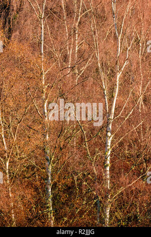 SILVER BIRCH BÄUME IM WINTER Betula pendula die Silber oder Weiß BAUMSTÄMME Stockfoto