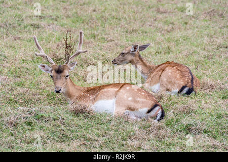 Paar Damwild Dama Dama ruht auf dem Gras Stockfoto
