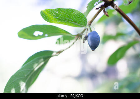 Blau Geißblatt. Lonicera caerulea var. edulis. Auch als Honeyberry, Blau-berry Geißblatt bekannt. Eine andere wissenschaftliche Name ist Lonicera edulis. Makro. Stockfoto