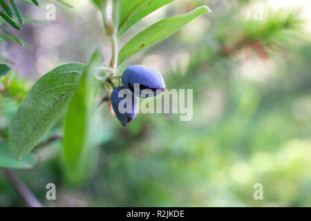 Blau Geißblatt. Lonicera caerulea var. edulis. Auch als Honeyberry, Blau-berry Geißblatt bekannt. Eine andere wissenschaftliche Name ist Lonicera edulis. Makro. Stockfoto