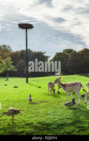 Rehe und Vögel, Enten und Stork auf eine Rasenfläche mit einem großen Storchennest Stockfoto