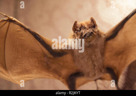 Große Vampir Fledermaus, die Verbreitung der Flügel Stockfoto