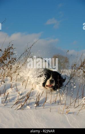 Hund gegen Schneeverwehungen Stockfoto