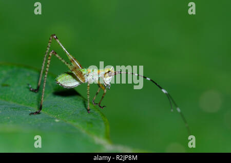 Bush, Katydid Scudderia sp., Nymphe Stockfoto