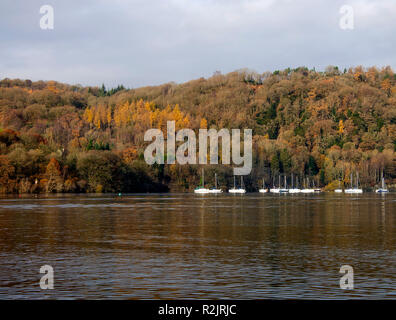 Europäische Lärche Bäume im Wald am Ufer des Lake Windermere in der Nähe Bowness Lake District National Park Cumbria England Vereinigtes Königreich Großbritannien Stockfoto