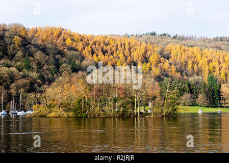 Europäische Lärche Bäume im Wald am Ufer des Lake Windermere in der Nähe Bowness Lake District National Park Cumbria England Vereinigtes Königreich Großbritannien Stockfoto