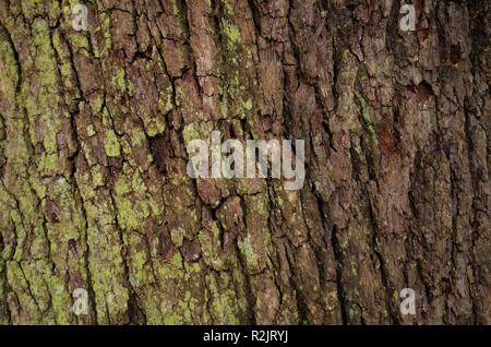 Küste live oak tree Bark (Quercus virginiana); dunkle braune Rinde, rau mit tiefen Furchen, die einige Moss. Stockfoto