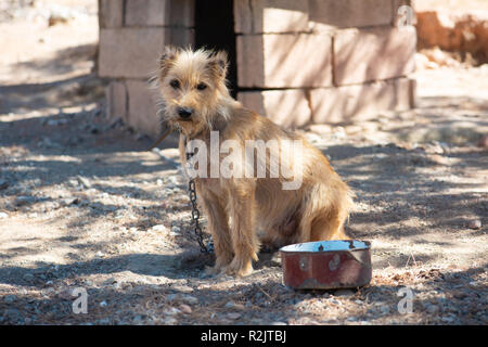 Süße traurige Hund an der Kette ist mit Blick auf die Kamera Stockfoto