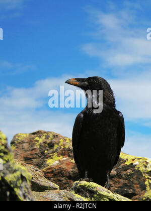 Raven. 2 Stockfoto