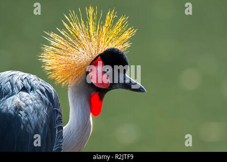 Grau gekrönt Kran (Balearica regulorum) Nahaufnahme Portrait zeigt helle rote aufblasbare Kehle Pouch, beheimatet in der Region des östlichen und südlichen Afrika Stockfoto