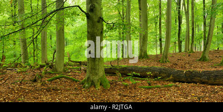 Deutschland, Mecklenburg-Vorpommern, Müritz Nationalpark, Teilgebiet Serrahn, UNESCO Weltnaturerbe, buche Wälder der Karpaten und Alte Buchenwälder in Deutschland, unberührten Buchenwald mit viel Totholz Stockfoto