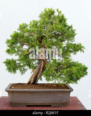 Juniperus chinensis Bonsai itoigawa auf einem Holztisch und weißem Hintergrund Stockfoto