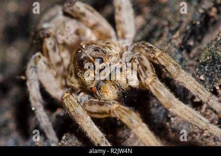 Wolf Spider, Hogna baltimoriana Stockfoto