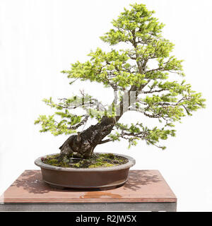 Weißer Fichte (Picea Hastata) Bonsai auf einem Holztisch und weißem Hintergrund Stockfoto