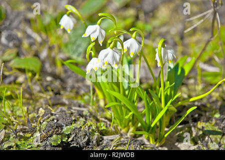 Frühling Schneeflocke, Leucojum vernum Stockfoto