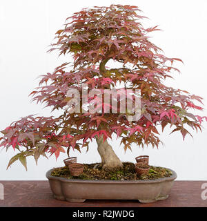 Japanischer Ahorn (Acer palmatum) Bonsai isoliert auf weißem Stockfoto