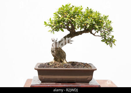 Gemeinsame box (buxus sempervirens) Bonsai auf einem Holztisch und weißem Hintergrund Stockfoto