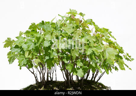 Bergahorn (Acer pseudoplatanus) Bonsai isoliert auf weißem Stockfoto
