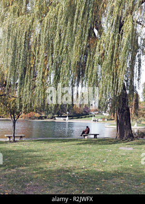 Ältere Mann sitzt auf einer Steinbank unter einer Trauerweide Baum neben Wade Park Lagune in der Universität Circle in Cleveland, Ohio, USA. Stockfoto