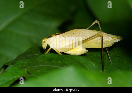 Round-headed, Katydid Amblycorypha sp., männlich Stockfoto